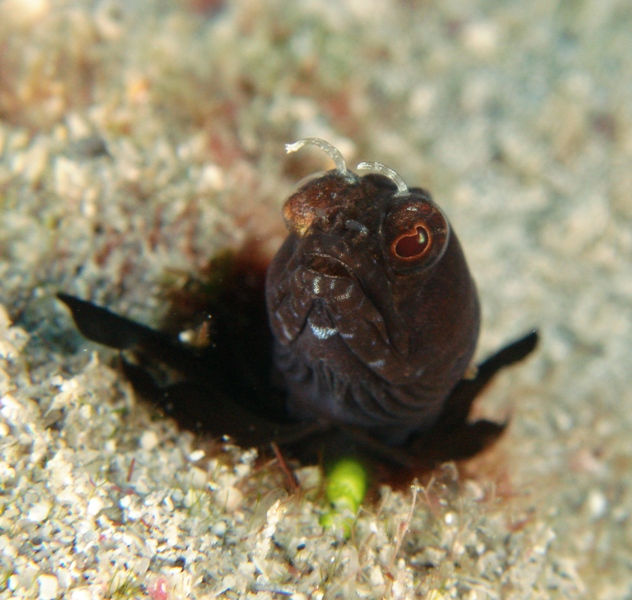 Sailfin Blenny Off The Wreck Of The Scutty