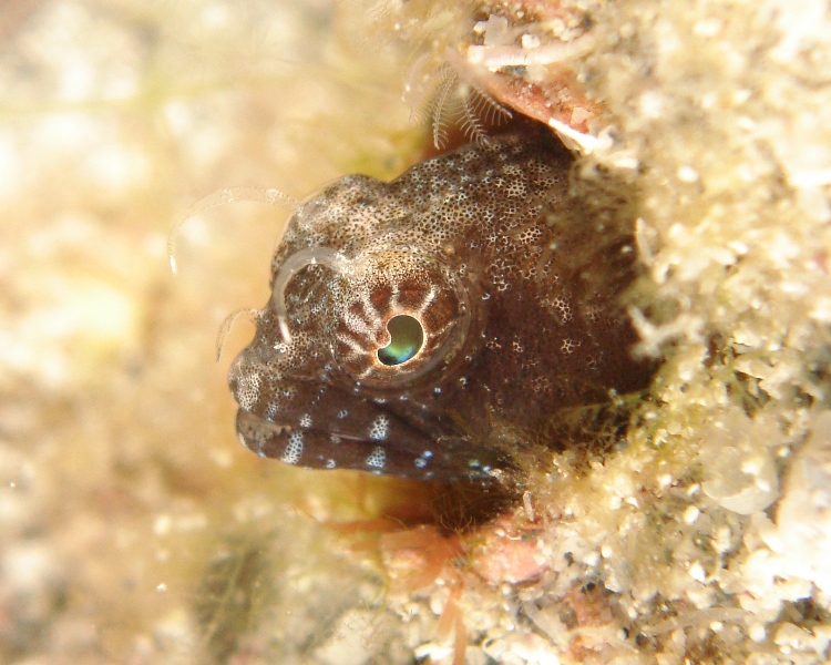 Sailfin Blenny Off The Wreck Of The Tracy - 1