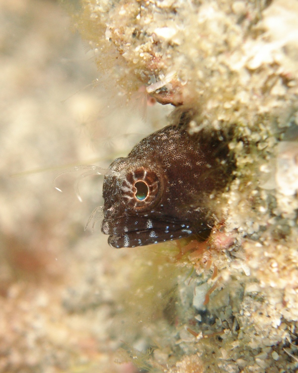 Sailfin Blenny Off The Wreck Of The Tracy - 2