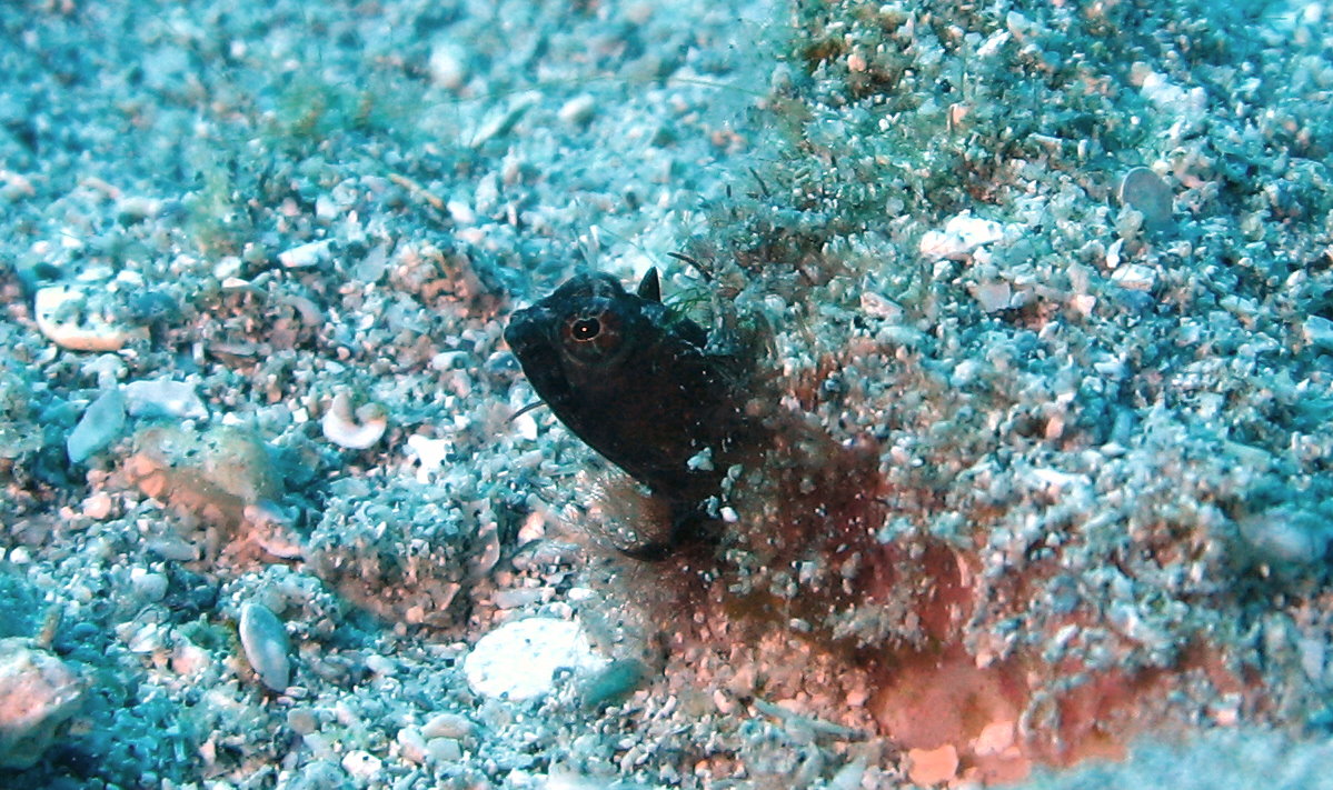 sailfin blenny