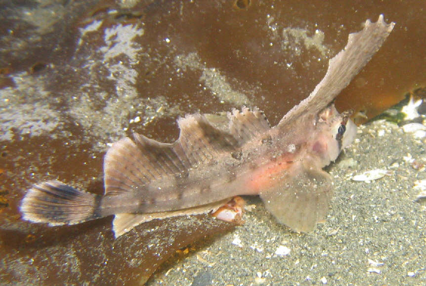 Sailfin Sculpin