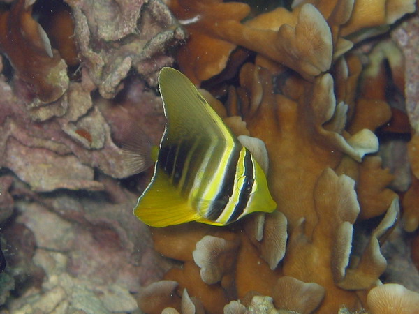 Sailfin Tang Juv