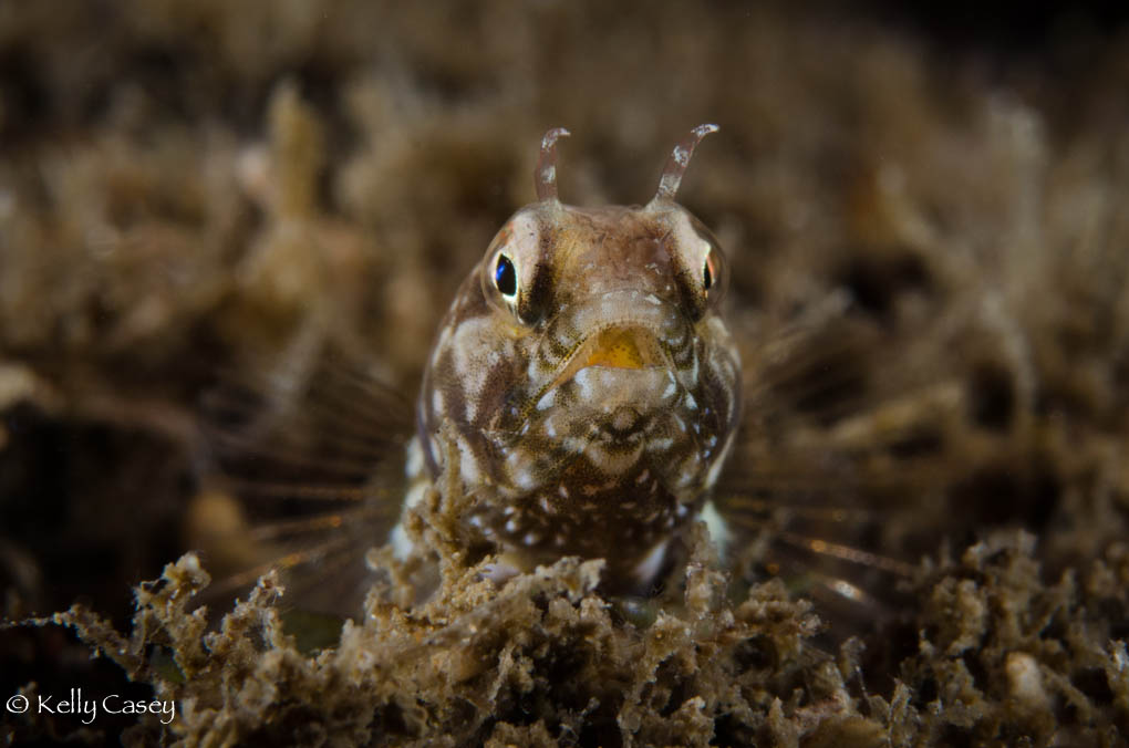 Sailfin_Blenny