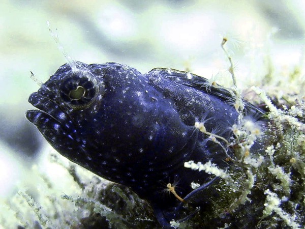 sailfinblenny0912061