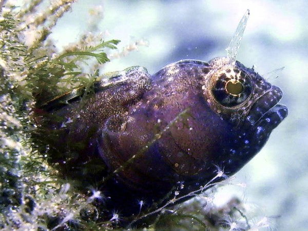 sailfinblenny0912062