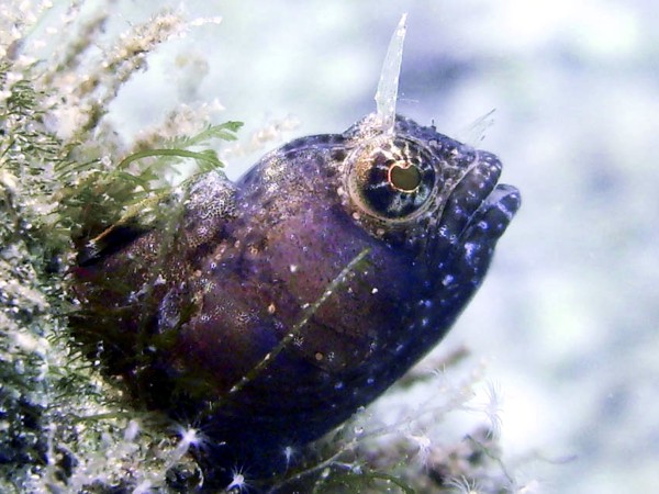 sailfinblenny0912063