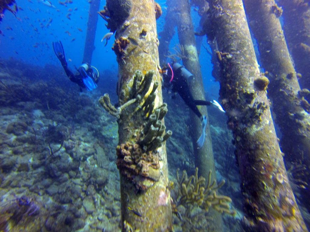 salt_pier1