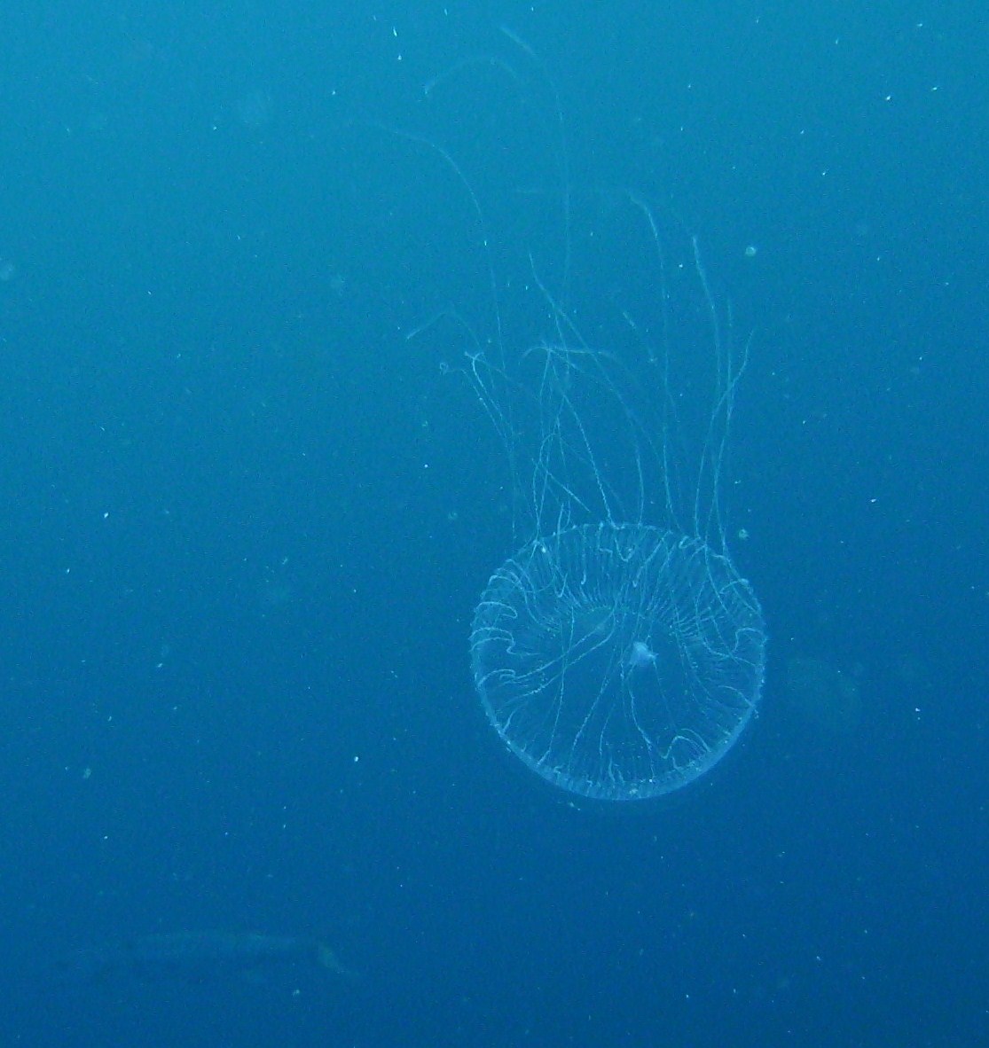 Samller, long tentacled jelly at the USS Oriskany