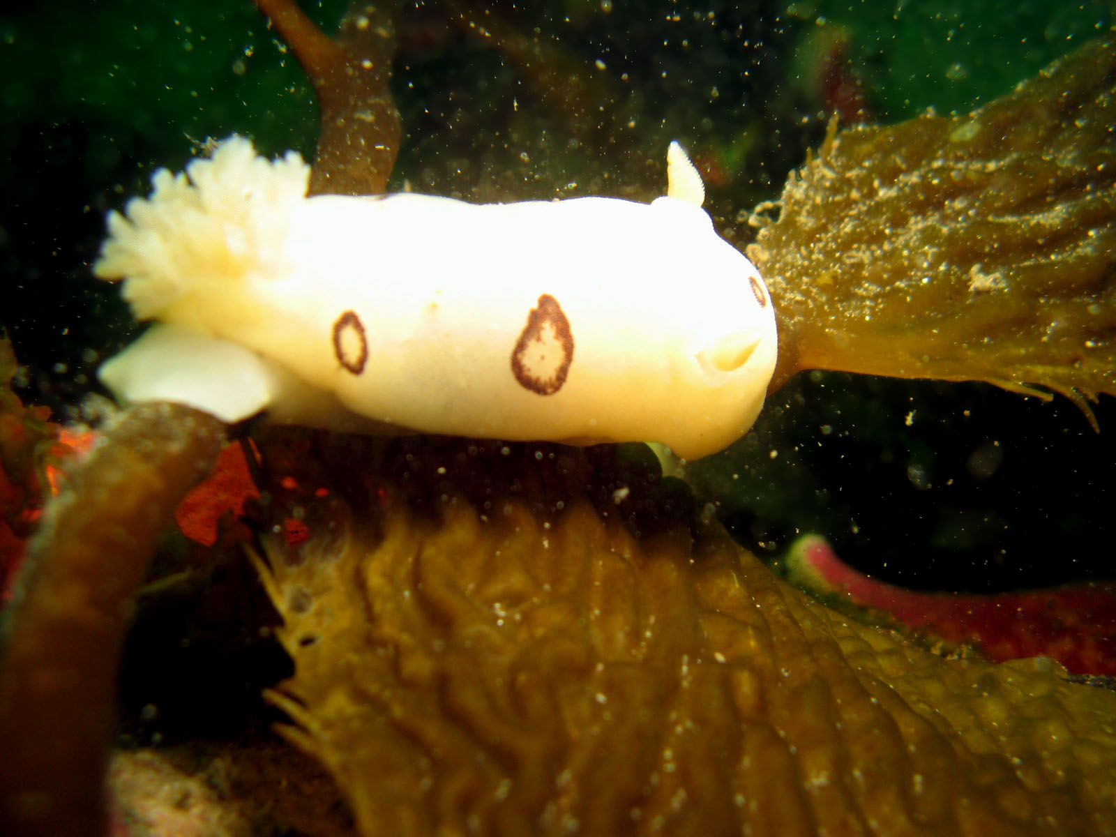 San Diego Dorid (Diaulula Sandiegensis)