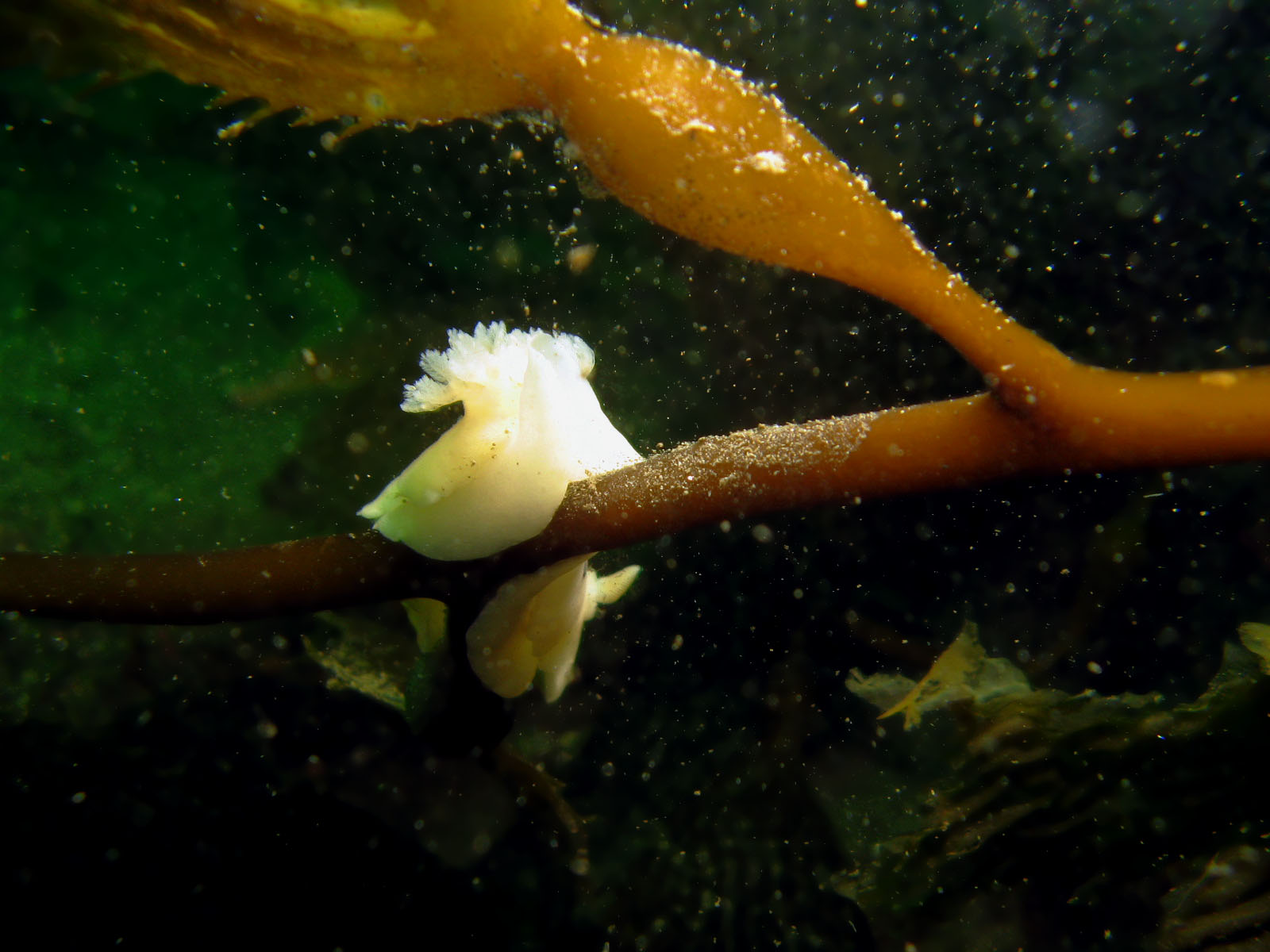 San Diego Dorid (Diaulula Sandiegensis)