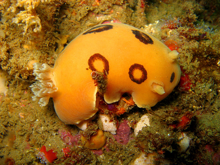 San Diego Dorid