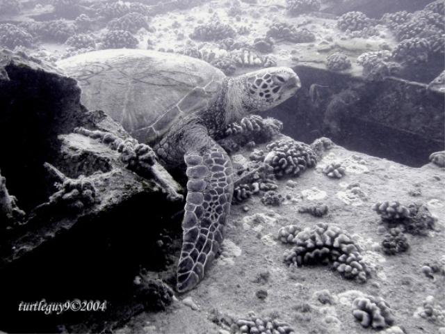 San Pedro Turtle