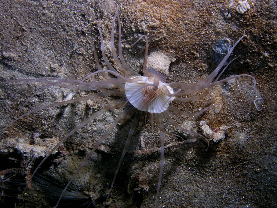 Sand Anemone