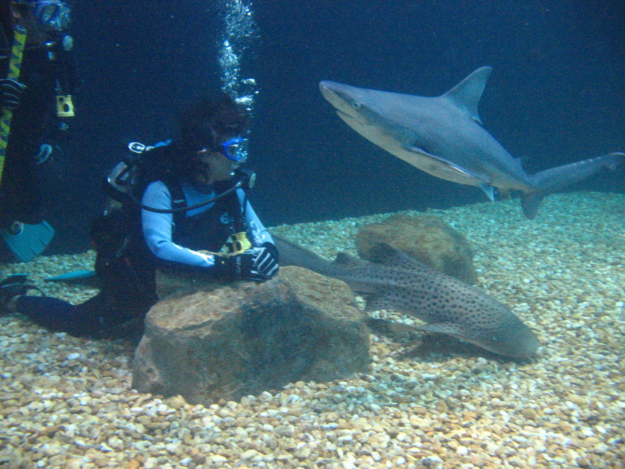 sand bar and zebra shark