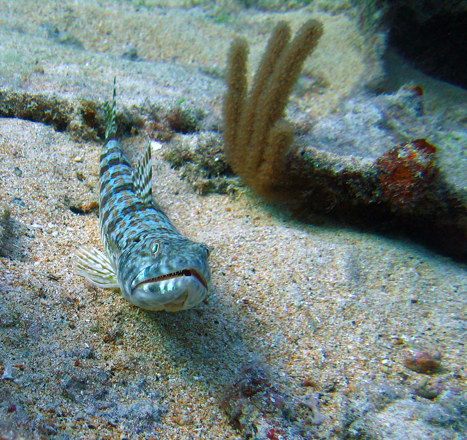 Sand Diver: Bermuda