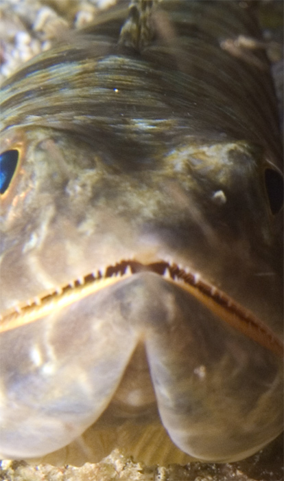 Sand diver closeup