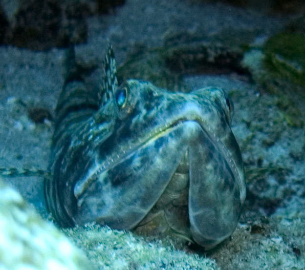 Sand diver head on