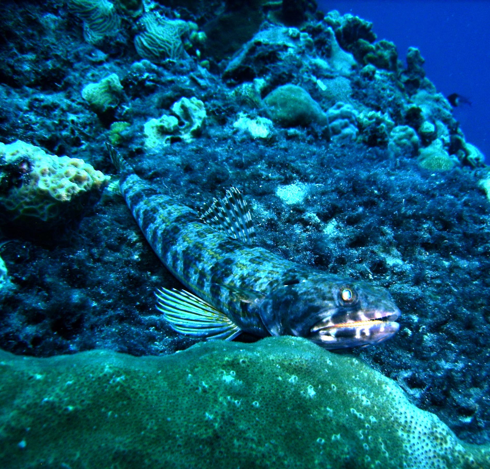 sand diver on the coral