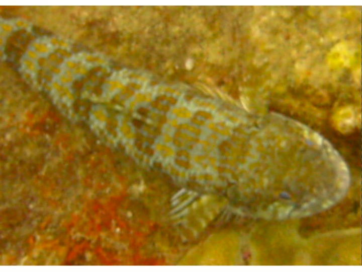 Sand Diver (Synodus intermedius)