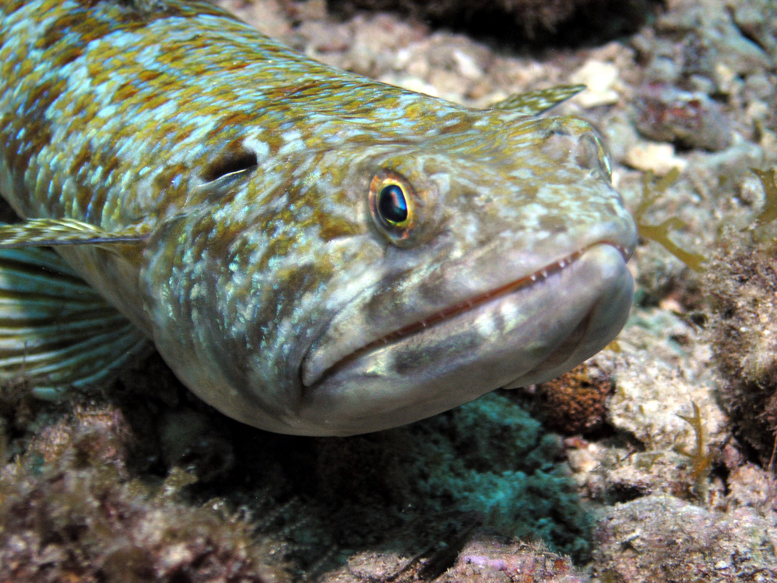 Sand Diver