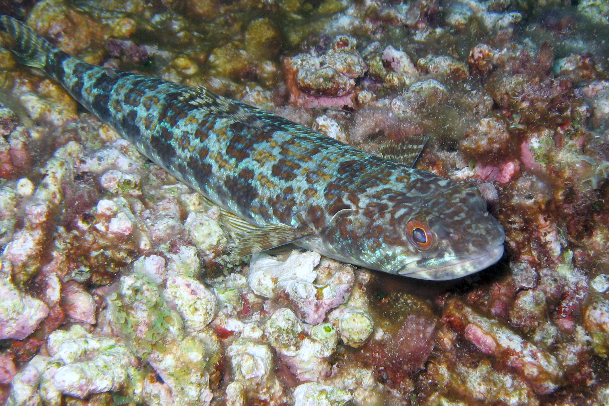 Sand Diver