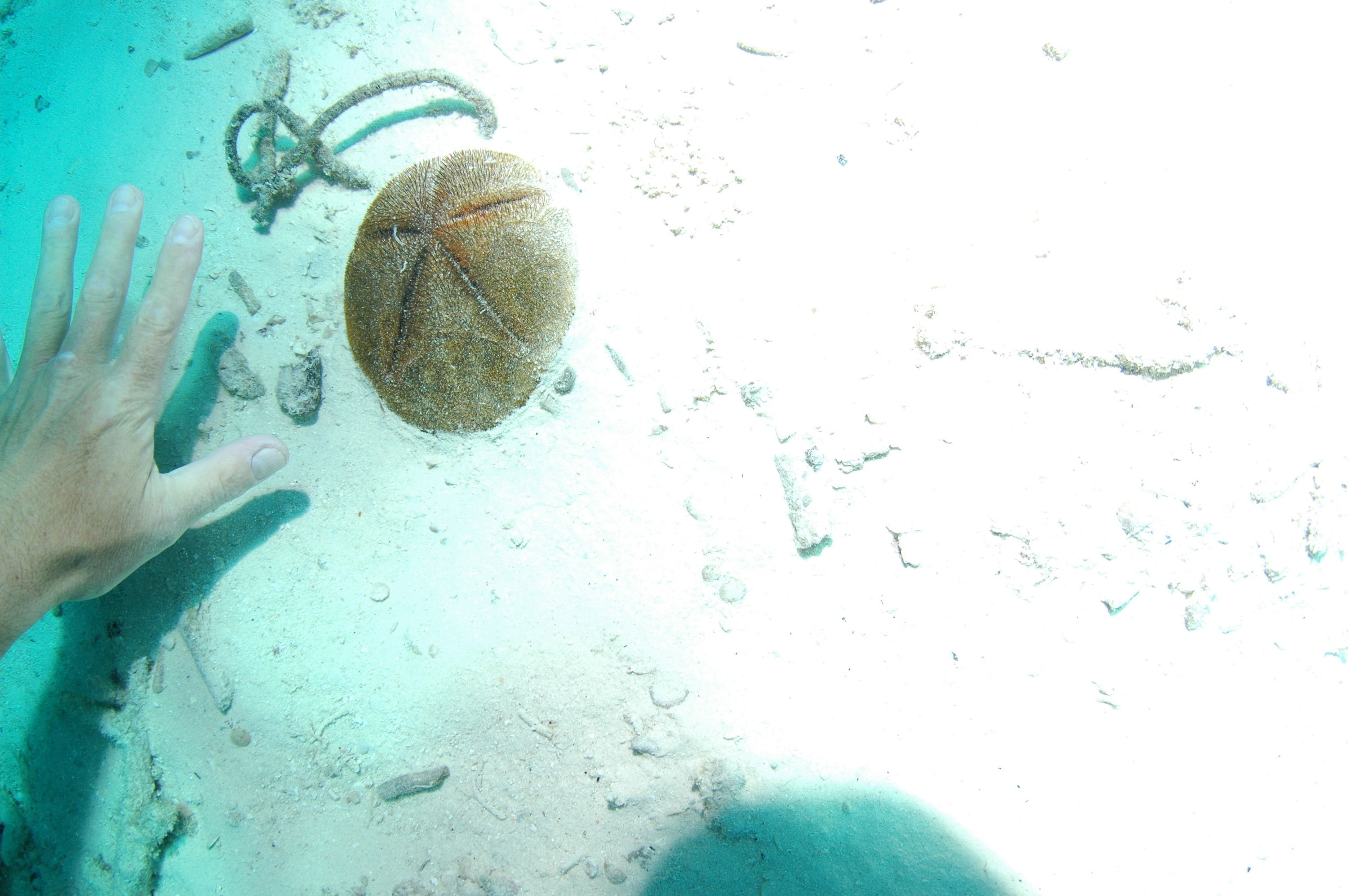 Sand Dollar