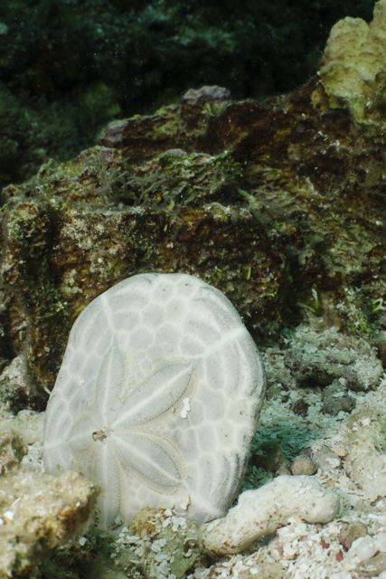 Sand Dollar