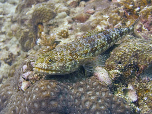 Sand Lizardfish