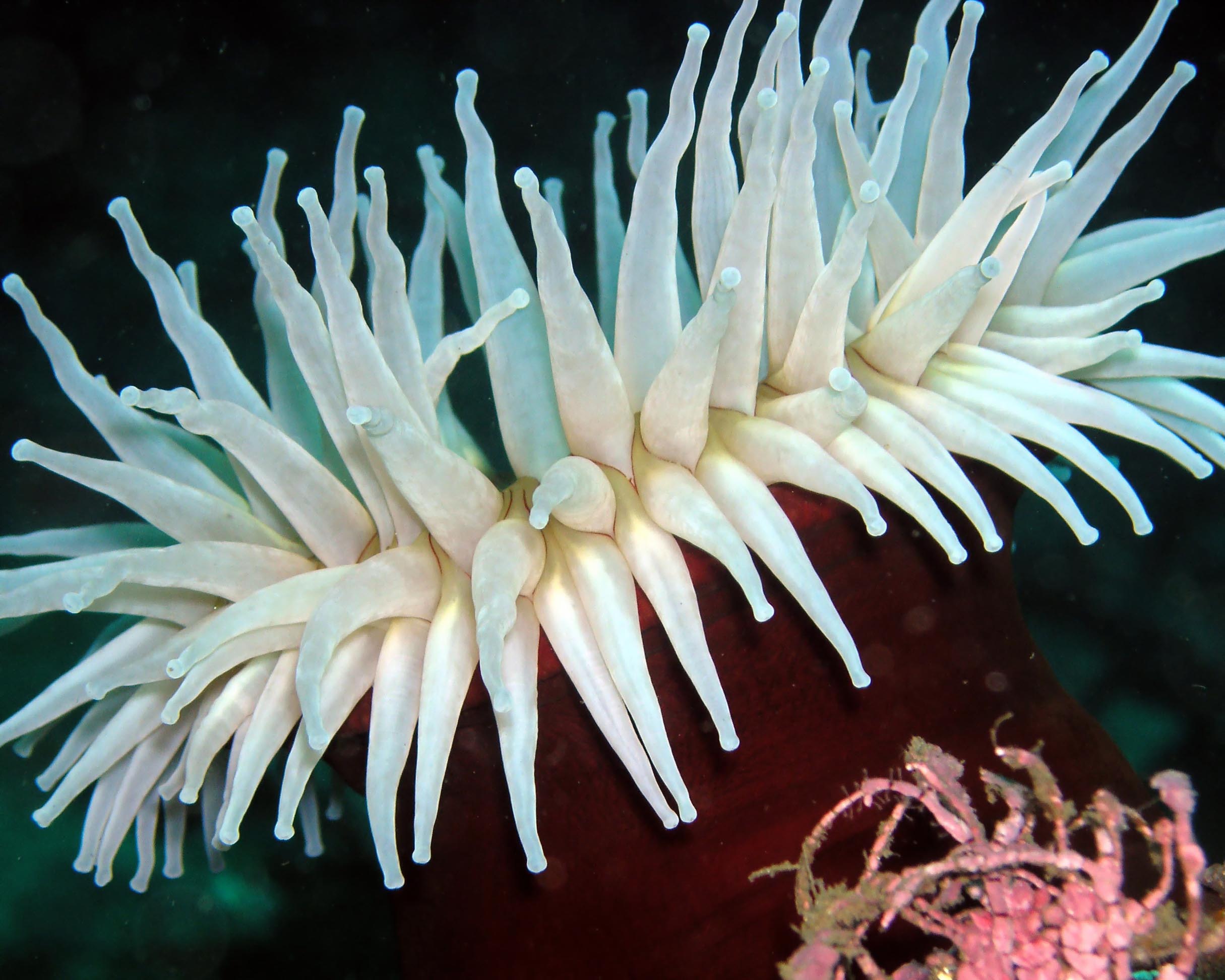 sand-rose anemone