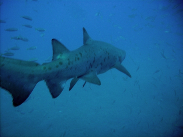 Sand Tiger off Spar