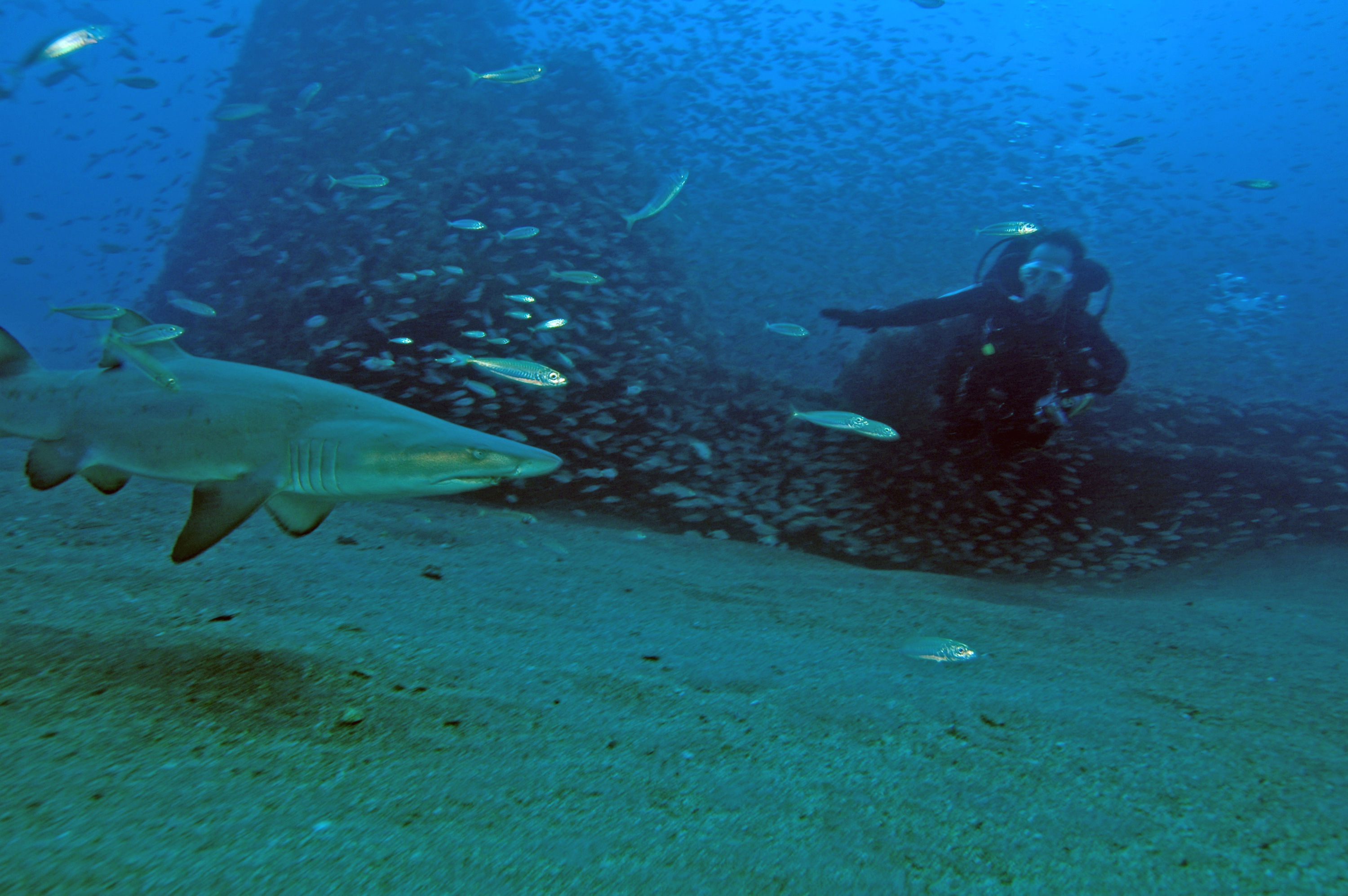 Sand tiger on the Papoose