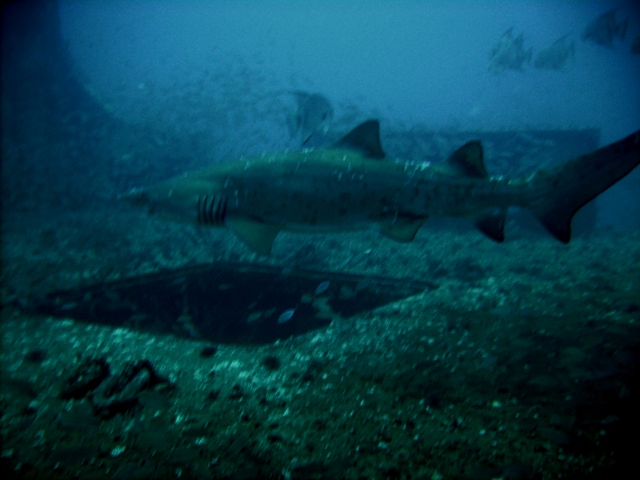 Sand Tiger over hold of Spar