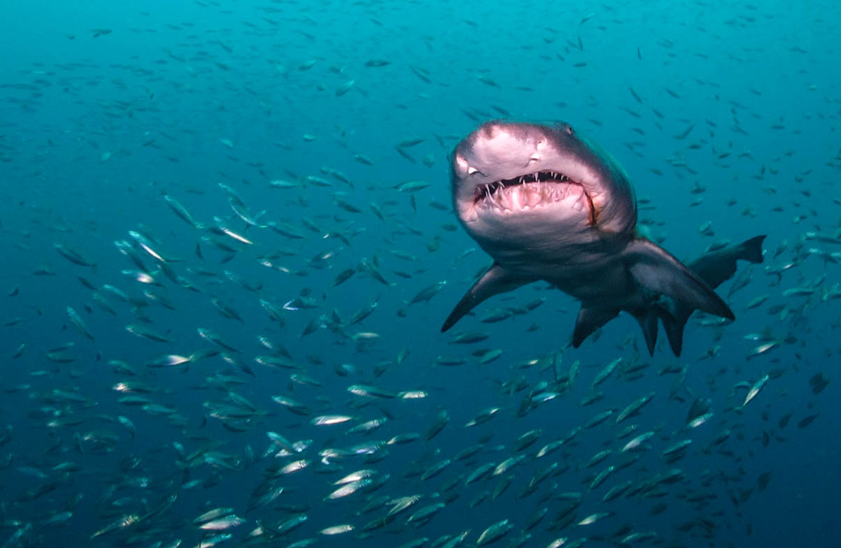 Sand Tiger Sharks ~ North Carolina 2013