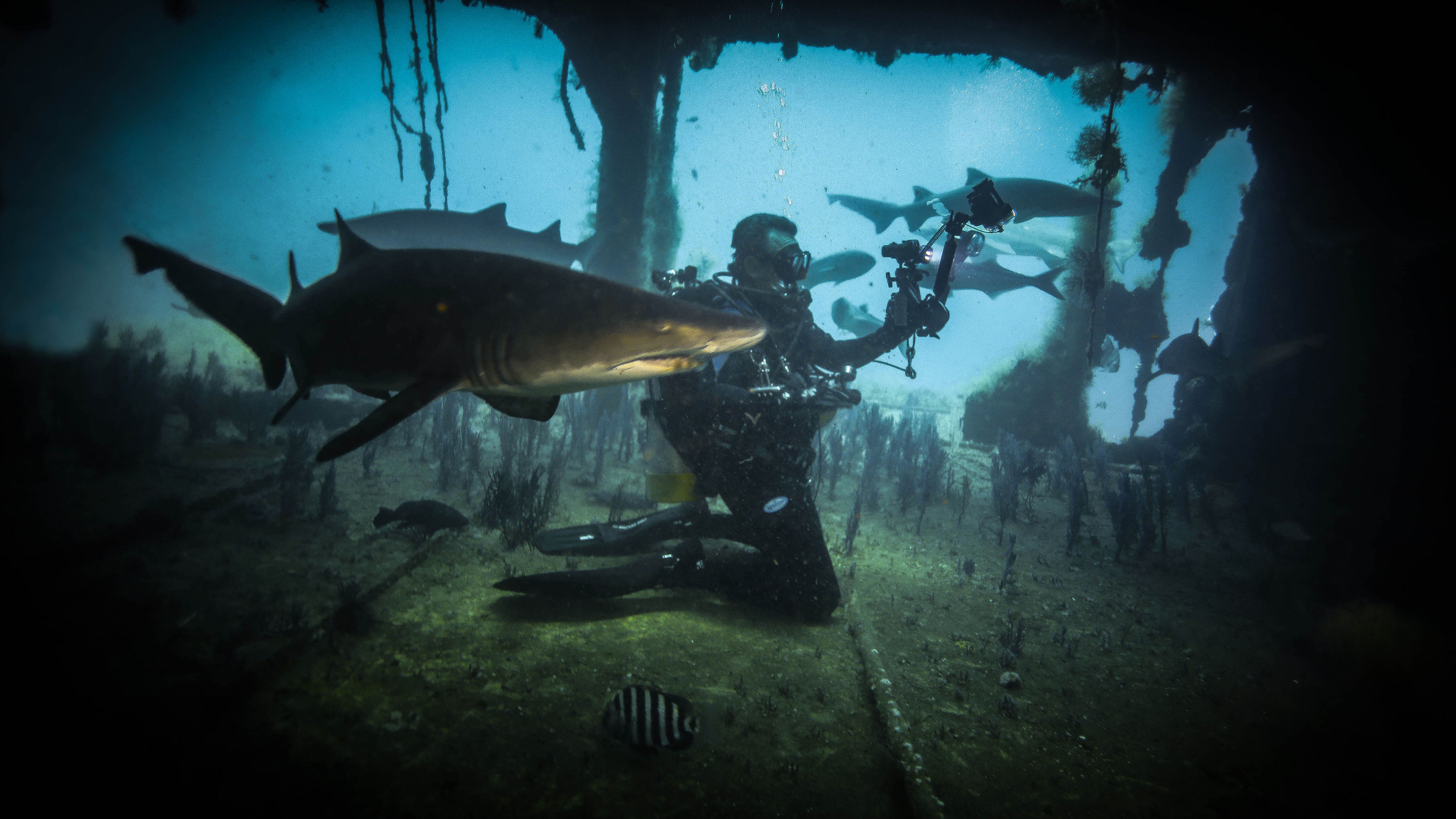 Sand Tiger Sharks ~ North Carolina 2013