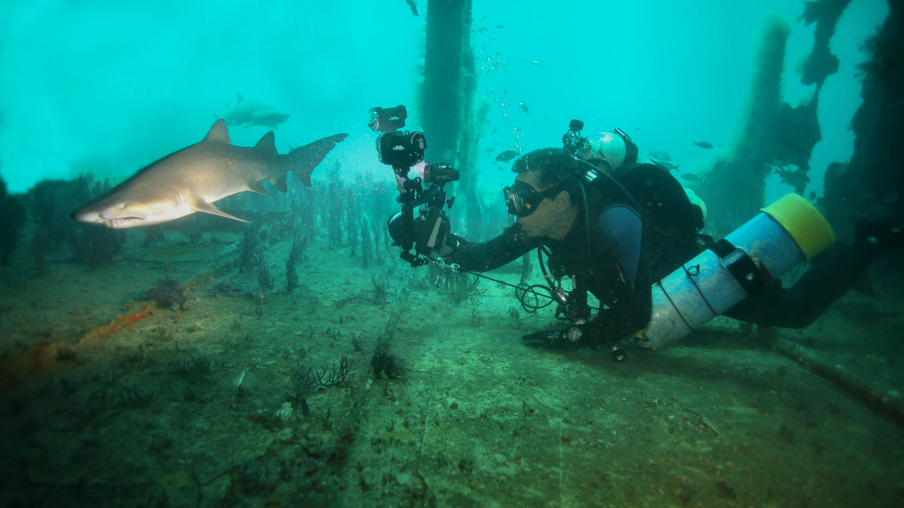 Sand Tiger Sharks ~ North Carolina 2013