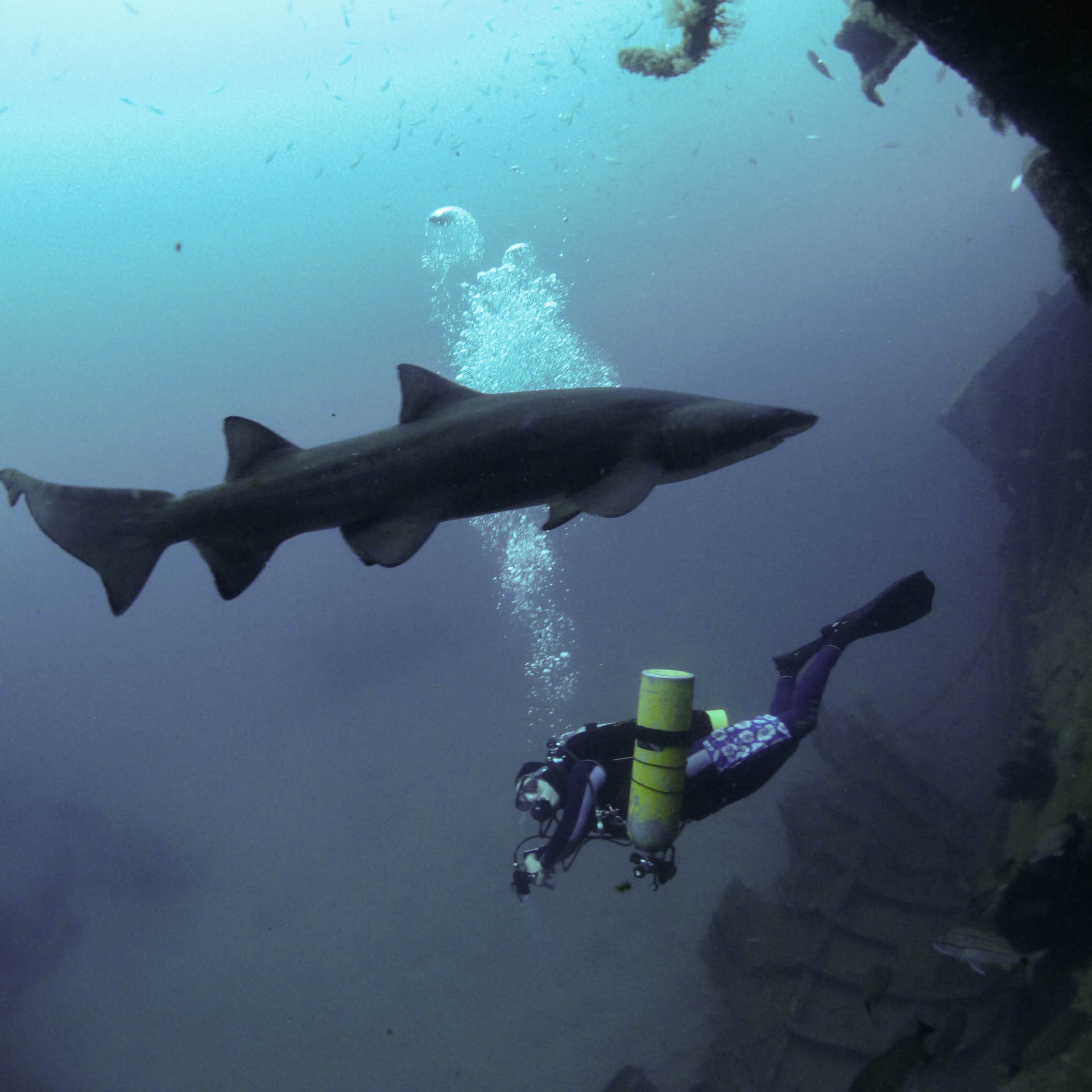 Sand Tiger Sharks ~ North Carolina 2013