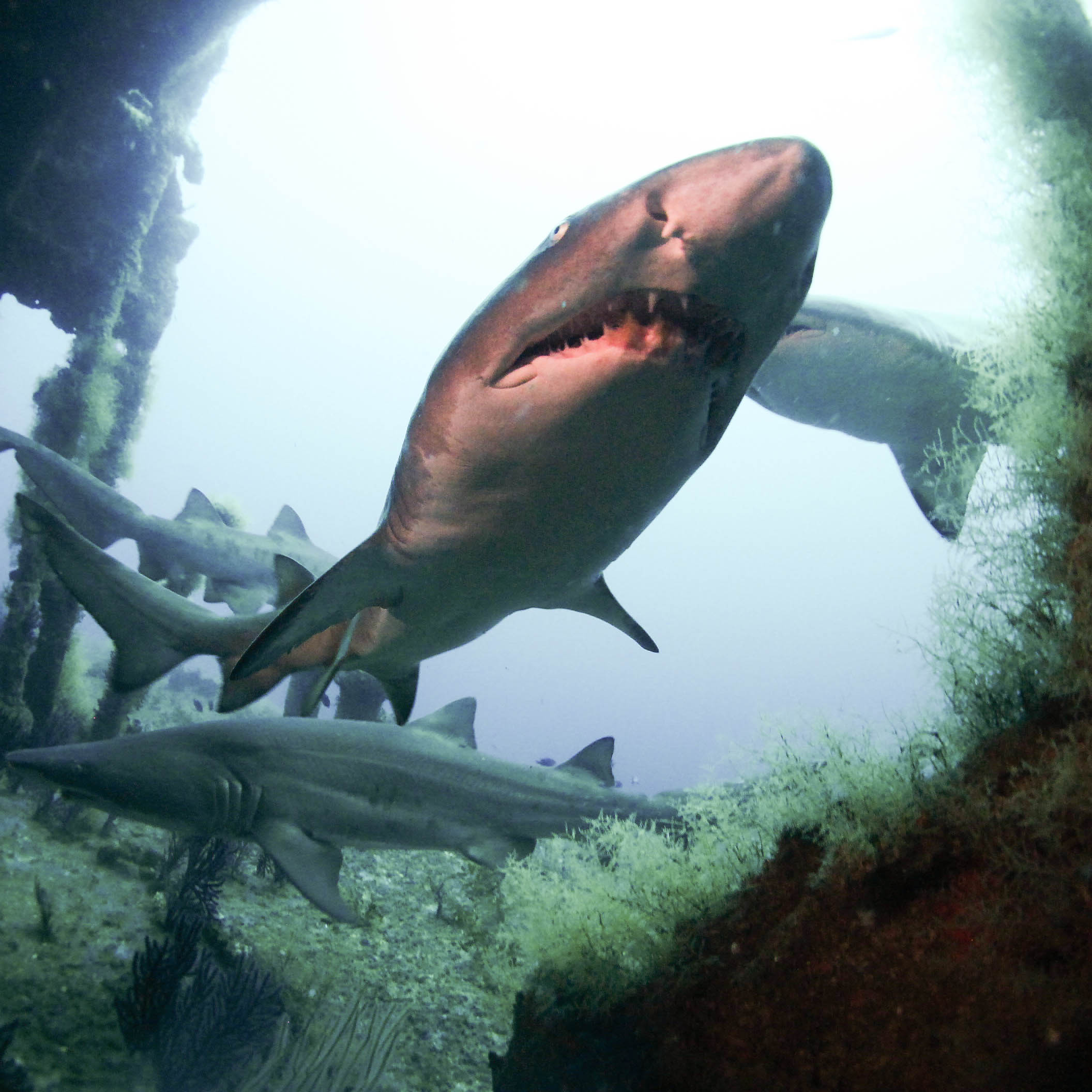 Sand Tiger Sharks ~ North Carolina 2013