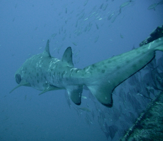 Sand Tiger...Spar