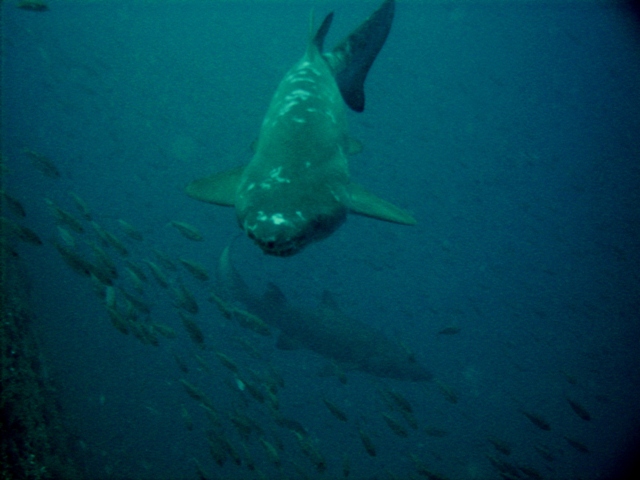 Sand Tiger...Spar