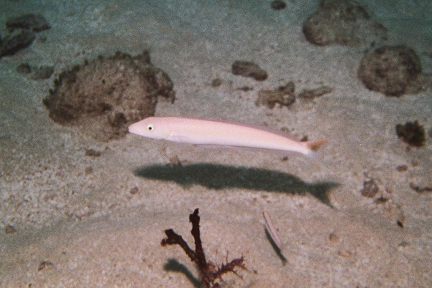 Sand Tilefish