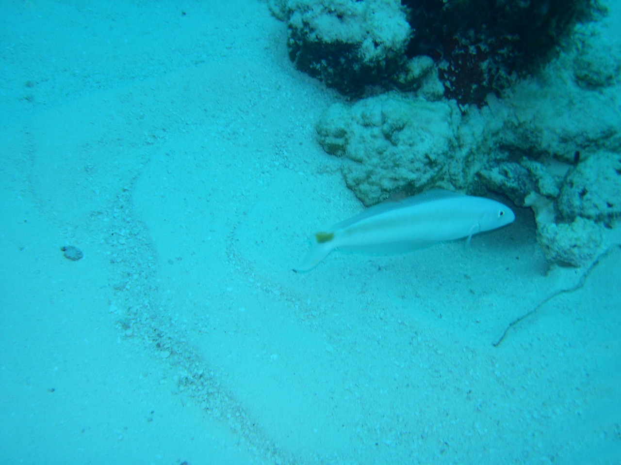 Sand Tilefish