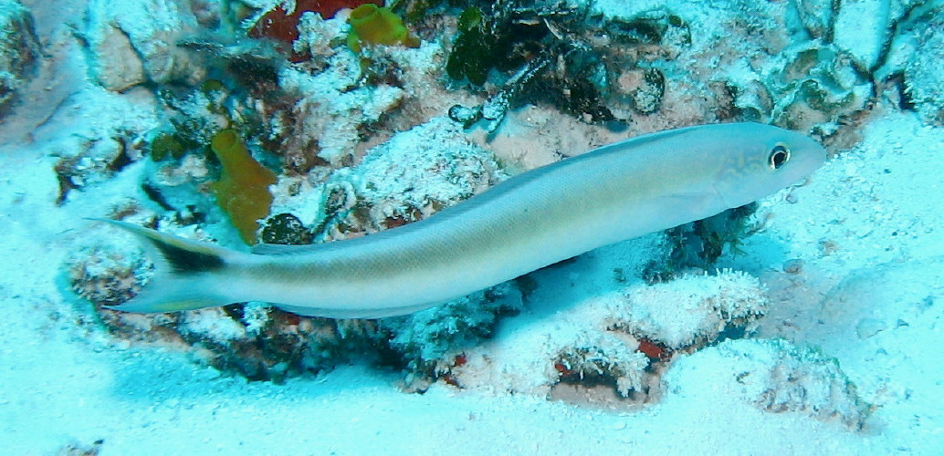 Sand Tilefish