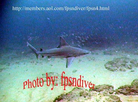 Sandbar Shark