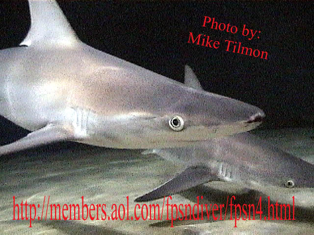 Sandbar Sharks