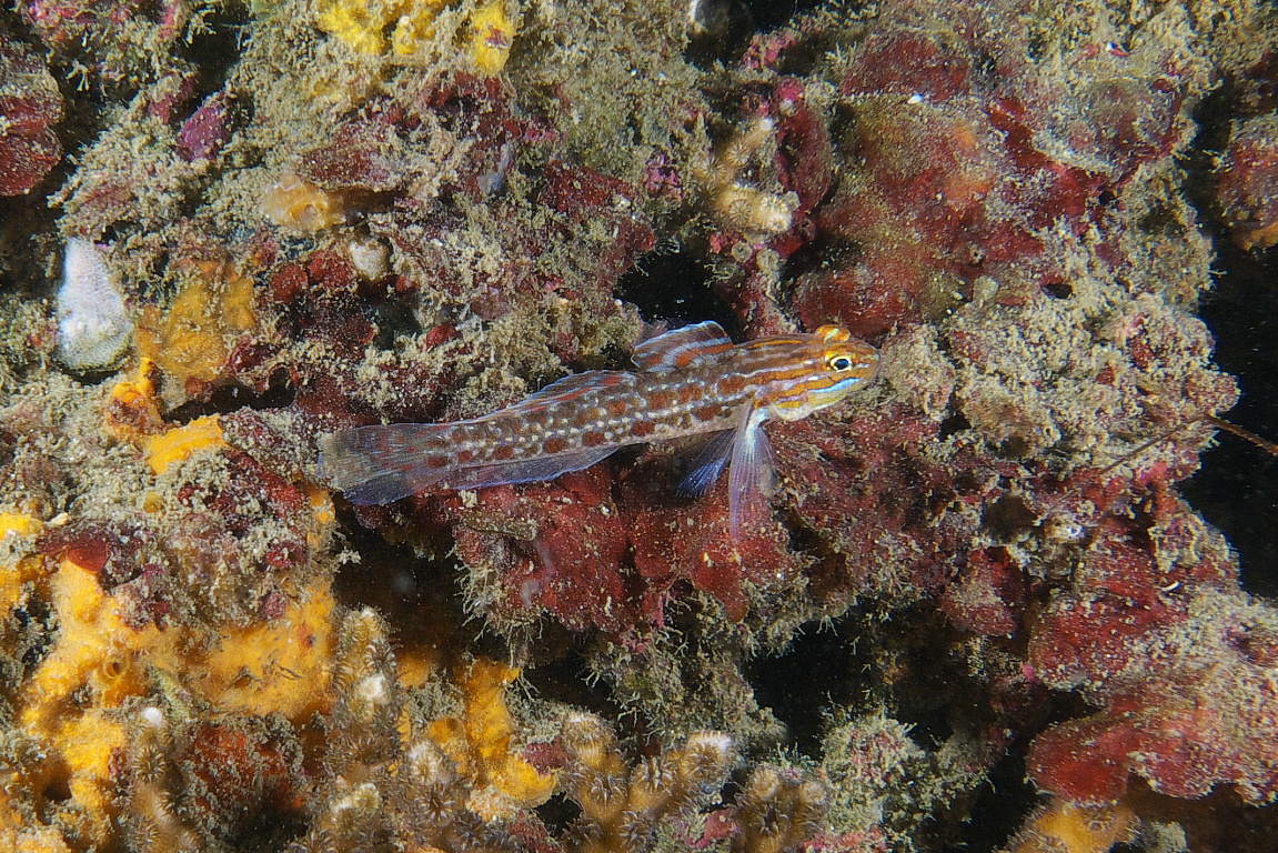 sandblenny_2011_06_70