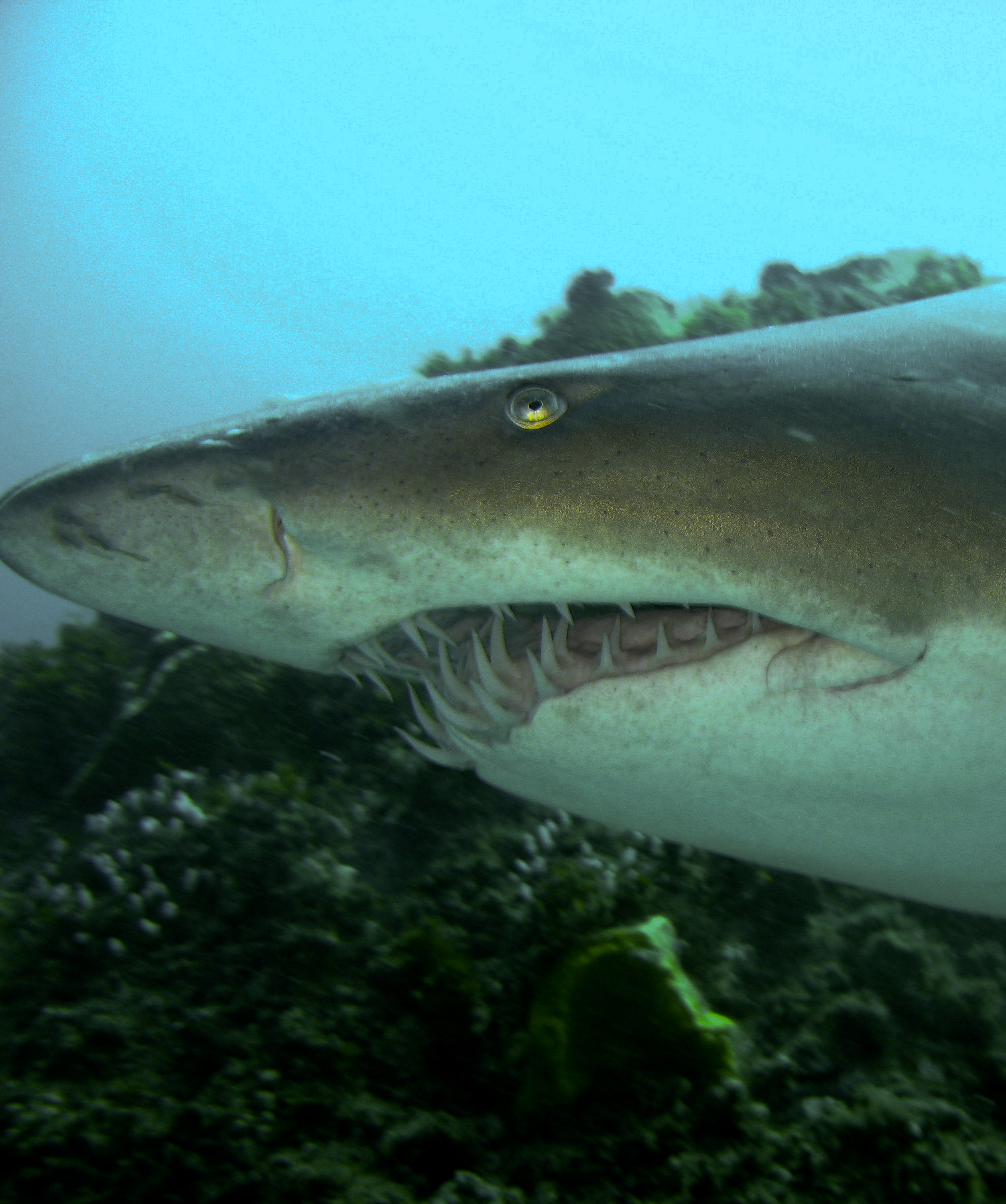 Sandtiger/ragged tooth/sand shark