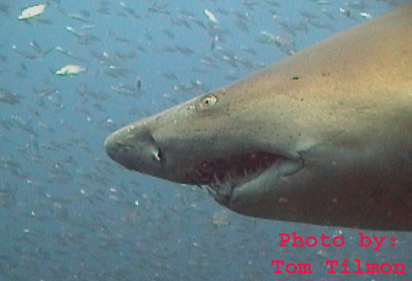 Sandtiger Shark Up Close