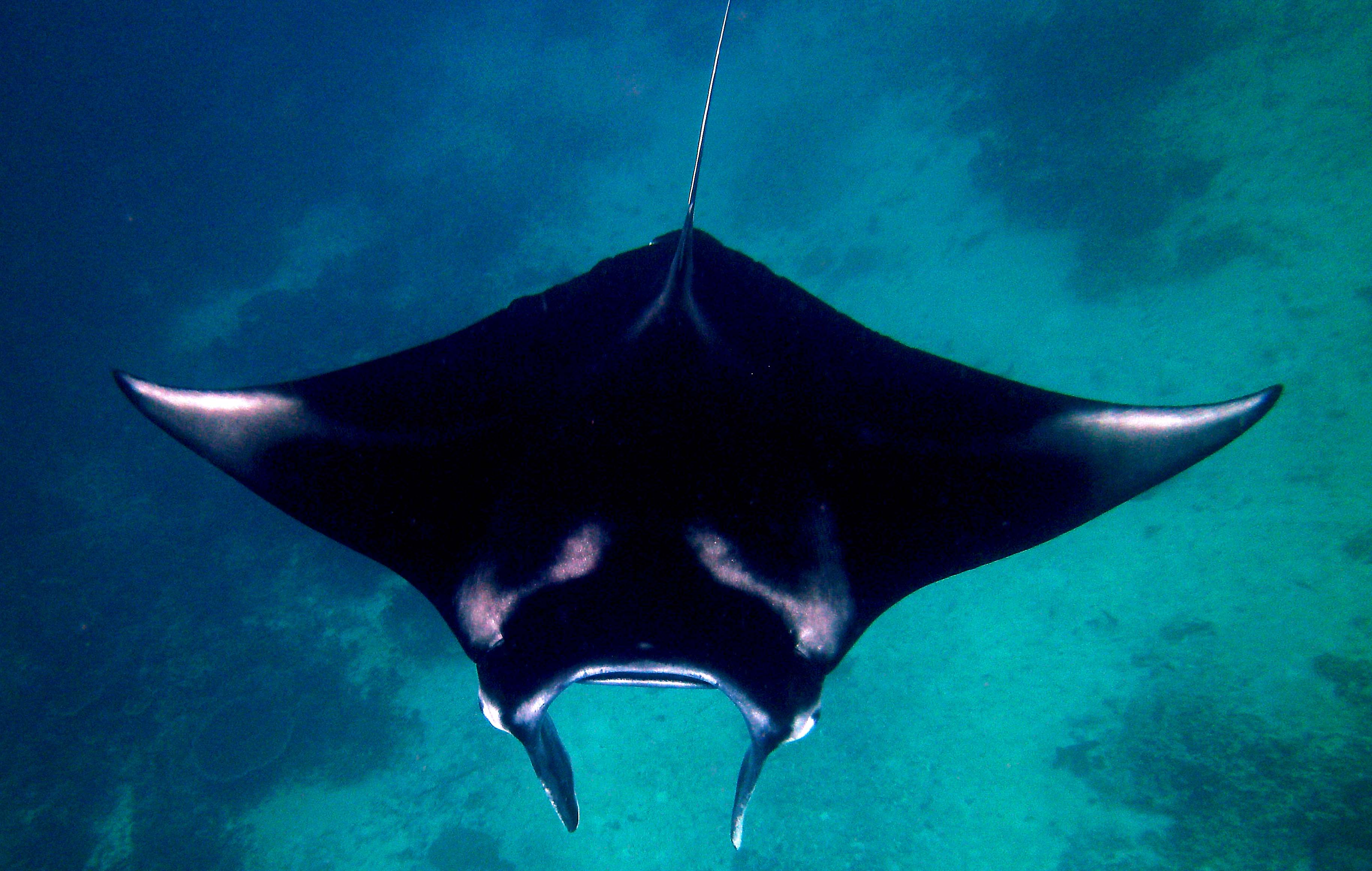 Sangalaki Manta Ray