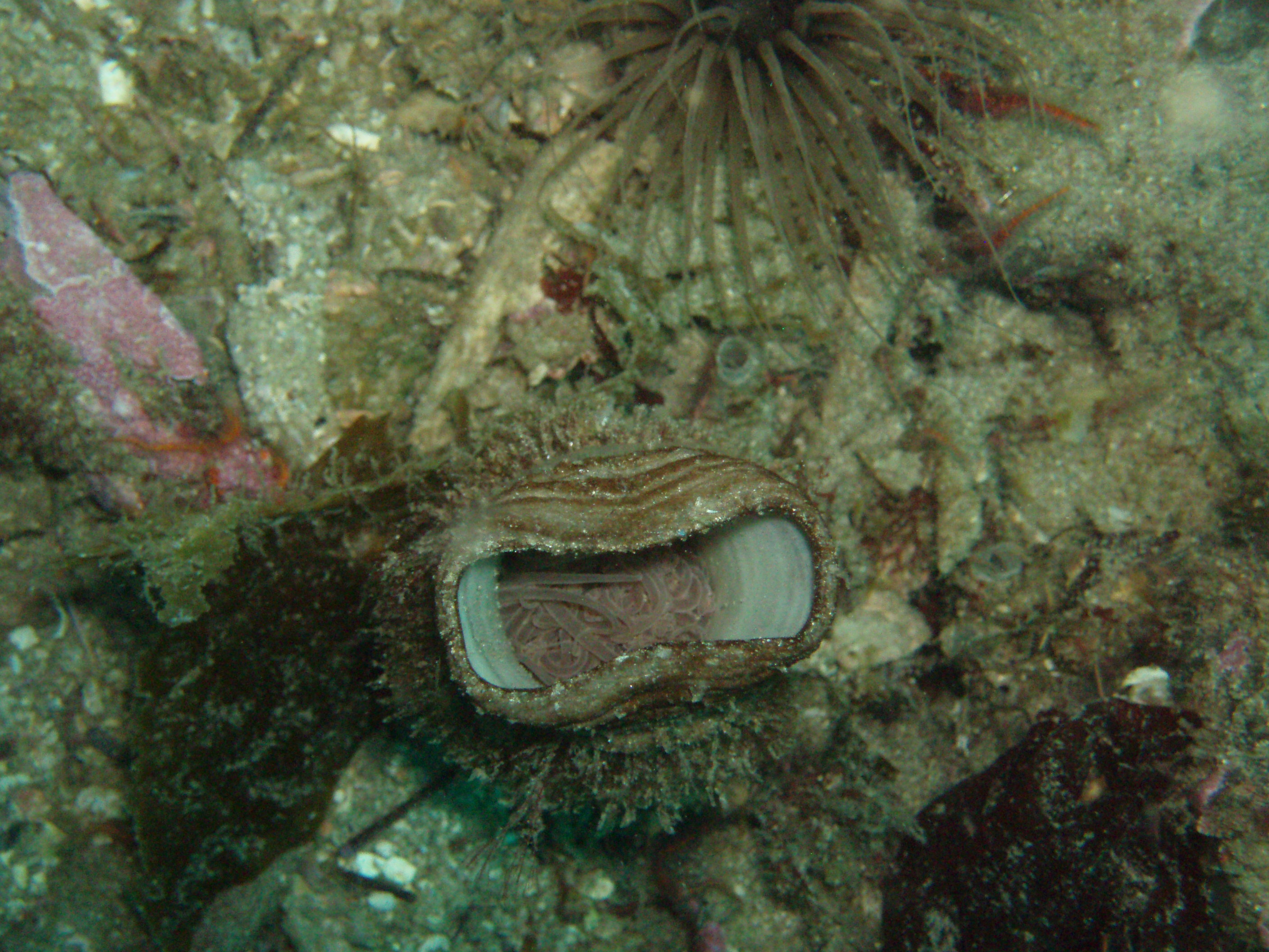 Santa Cruz Dive August 16, 2007