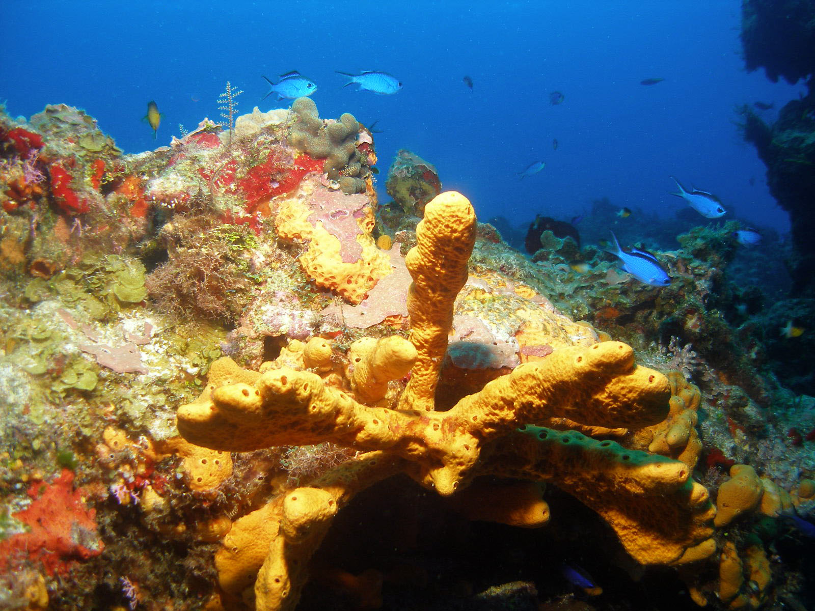 Santa Rosa Wall corals